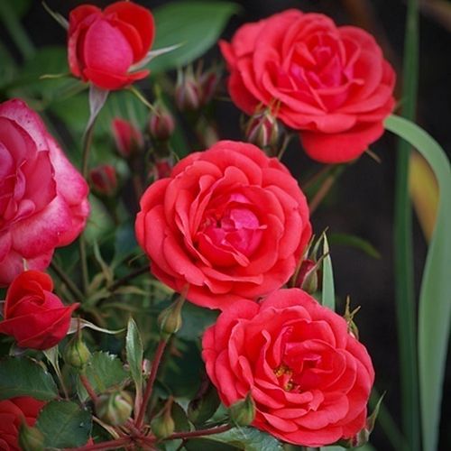 Roșu - Trandafir copac cu trunchi înalt - cu flori în buchet - coroană tufiș
